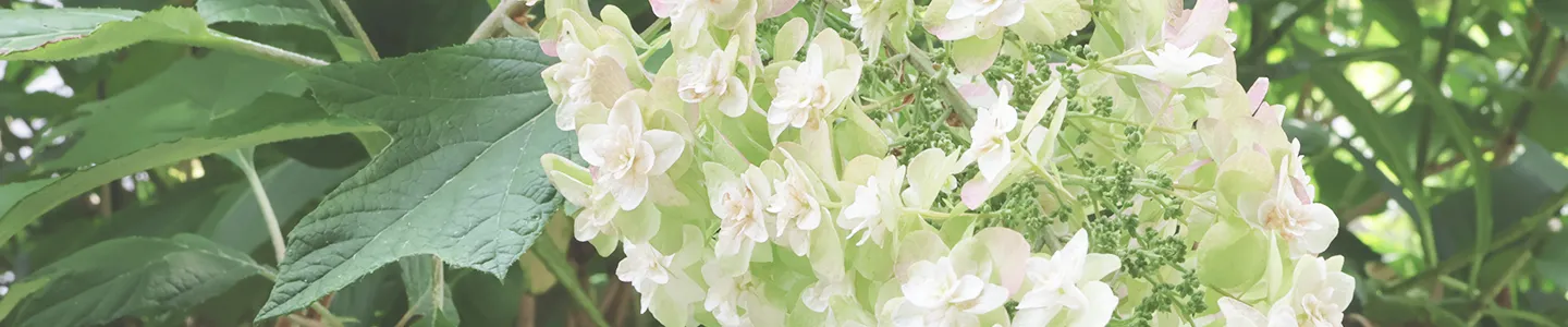 院の案内ページのトップバナー（紫陽花の写真）