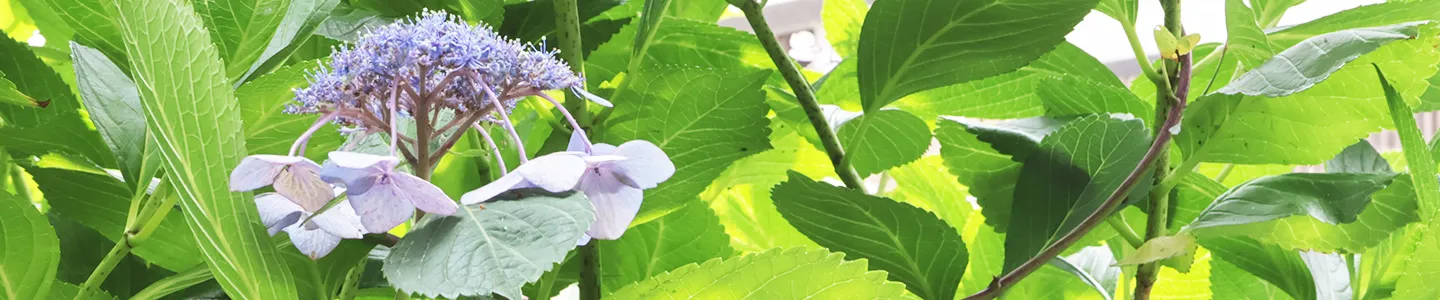 施術案内ページのトップバナー（紫陽花の写真）